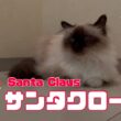 バーマン猫ガブ【サンタクロース】Santa Claus（バーマン猫）Birman/Cat