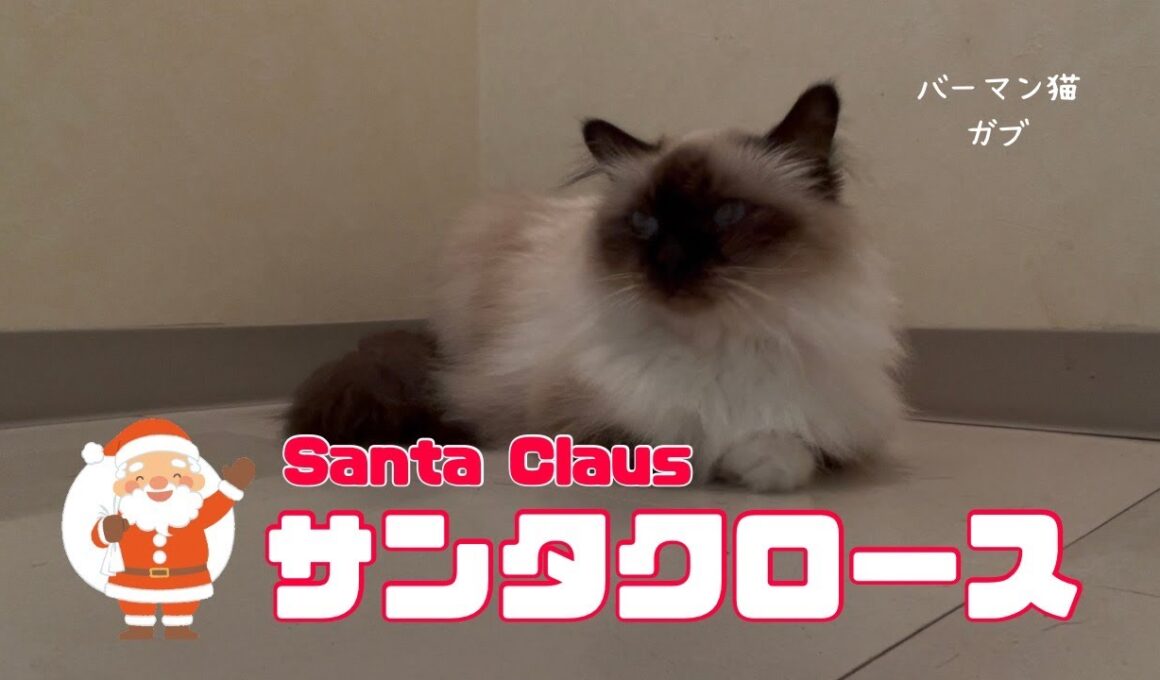 バーマン猫ガブ【サンタクロース】Santa Claus（バーマン猫）Birman/Cat