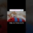 ヨチヨチ子猫とエビ🦐のおともだち #cat  #猫  #ねこ  #保護猫 #cute #猫のいる暮らし #子猫 #kitten  #shorts  #こねこ