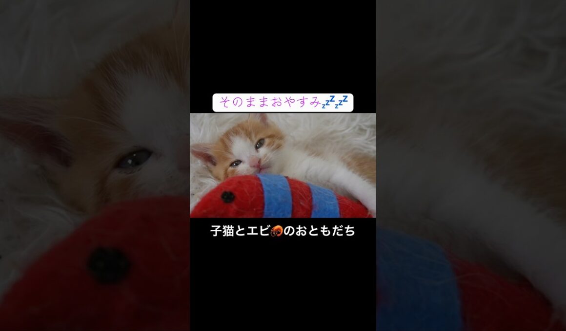 ヨチヨチ子猫とエビ🦐のおともだち #cat  #猫  #ねこ  #保護猫 #cute #猫のいる暮らし #子猫 #kitten  #shorts  #こねこ