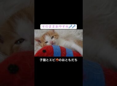 ヨチヨチ子猫とエビ🦐のおともだち #cat  #猫  #ねこ  #保護猫 #cute #猫のいる暮らし #子猫 #kitten  #shorts  #こねこ