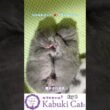 生後8日目の子猫【シャルトリュー✖️ブリティッシュ】 #ブリティッシュショートヘア #シャルトリュー  #猫好きさんと繋がりたい