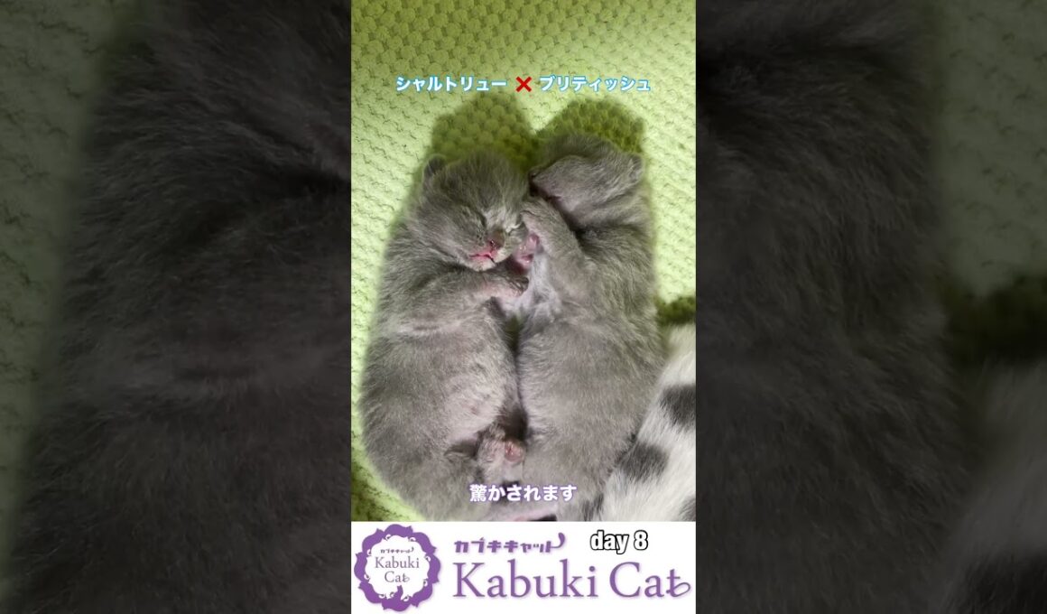 生後8日目の子猫【シャルトリュー✖️ブリティッシュ】 #ブリティッシュショートヘア #シャルトリュー  #猫好きさんと繋がりたい