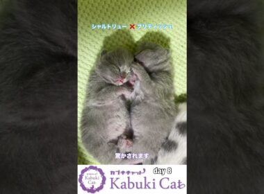 生後8日目の子猫【シャルトリュー✖️ブリティッシュ】 #ブリティッシュショートヘア #シャルトリュー  #猫好きさんと繋がりたい