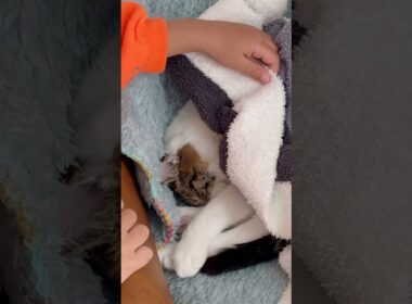 【保護猫】爆睡しすぎて気付かない猫