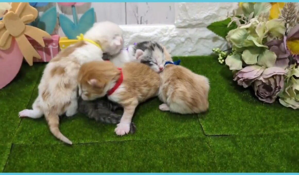 Coo&RIKU　No.00734850 アメリカンカール