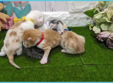 Coo&RIKU　No.00734850 アメリカンカール