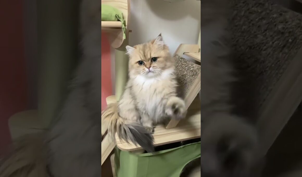 👑MofuPalace、ペルシャチンチラゴールデンのアイラさん女の子💖 控えめで落ち着いてる。ママに甘えるのは、寝る前のベッドの上でだけ。ゴロゴロ全開です🥰#MofuPalace