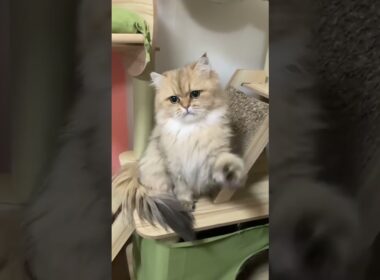 👑MofuPalace、ペルシャチンチラゴールデンのアイラさん女の子💖 控えめで落ち着いてる。ママに甘えるのは、寝る前のベッドの上でだけ。ゴロゴロ全開です🥰#MofuPalace