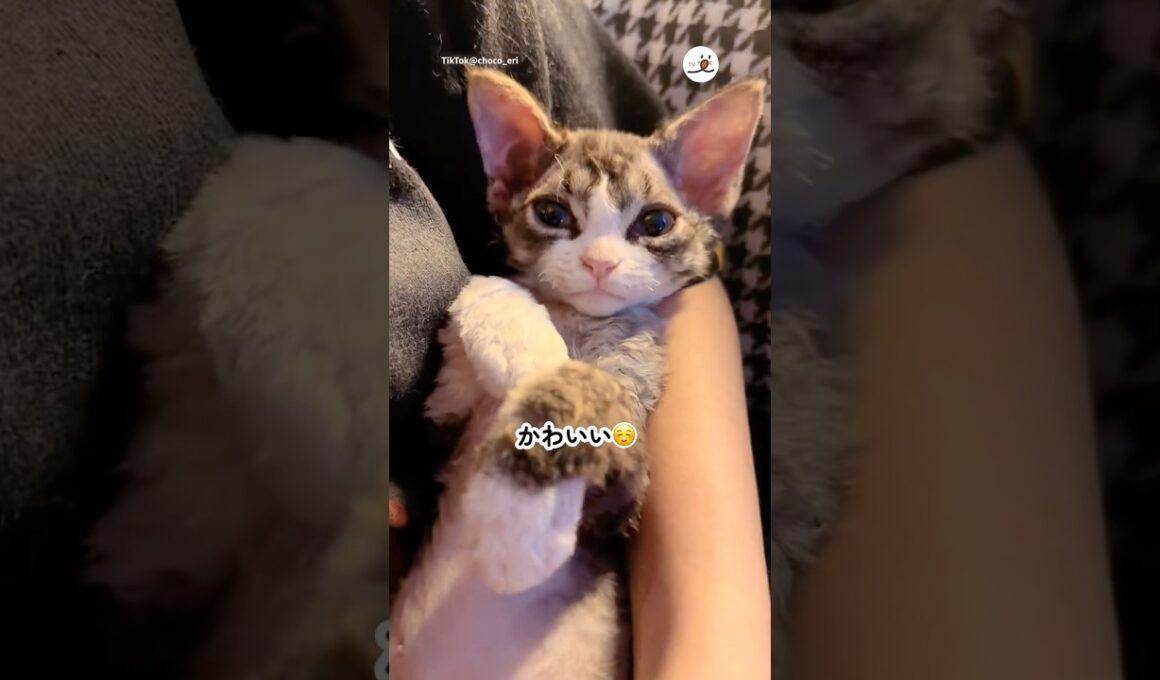 【AIじゃないよ🙅‍♀️】ぬいぐるみみたいな子猫｜PECO