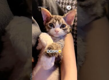 【AIじゃないよ🙅‍♀️】ぬいぐるみみたいな子猫｜PECO