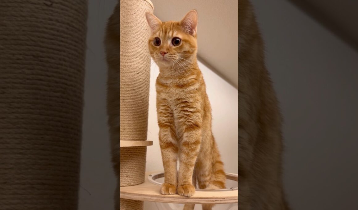 足長にも程がすぎる足長マンチカンエトくん😂😂