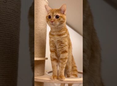 足長にも程がすぎる足長マンチカンエトくん😂😂