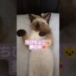 ちびちょこ🐱どんな夢見てたんだろう❓️😸 #シャム猫 #子猫 #保護猫 #ヘソ天