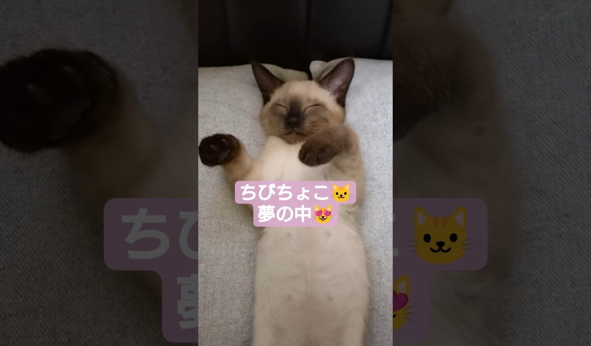 ちびちょこ🐱どんな夢見てたんだろう❓️😸 #シャム猫 #子猫 #保護猫 #ヘソ天