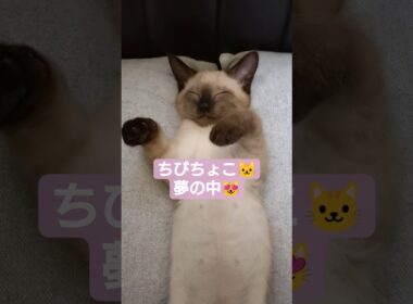 ちびちょこ🐱どんな夢見てたんだろう❓️😸 #シャム猫 #子猫 #保護猫 #ヘソ天