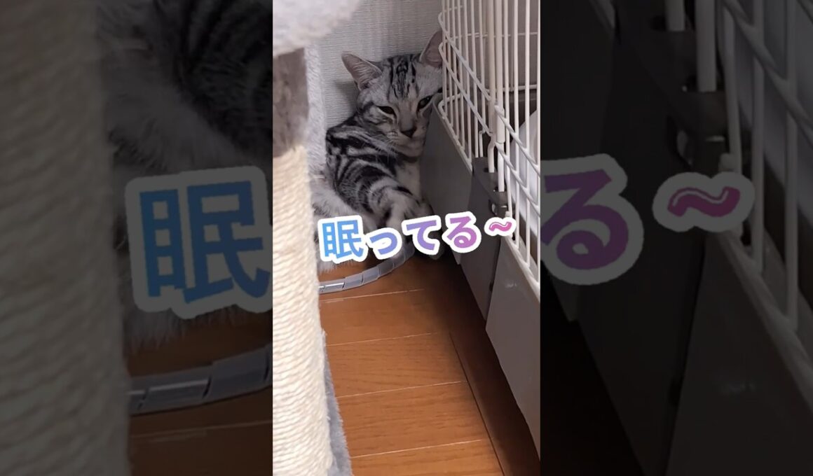 ｢可愛い猫ちゃん眠ってる｣#shorts  #cat  #アメショ #cute #猫 #ねこ #アメリカンショートヘアー #猫のいる暮らし