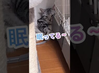 ｢可愛い猫ちゃん眠ってる｣#shorts  #cat  #アメショ #cute #猫 #ねこ #アメリカンショートヘアー #猫のいる暮らし