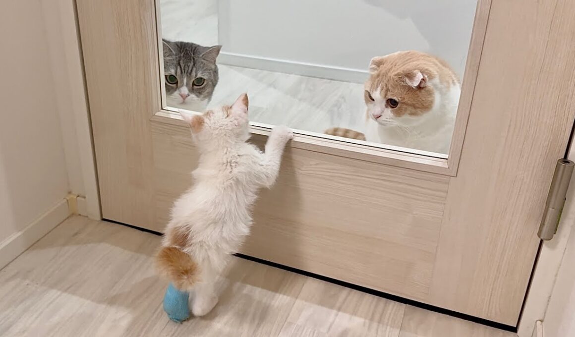 怪我してた子猫を保護したら先住猫が可愛がりすぎて1日中こうなっちゃってました笑