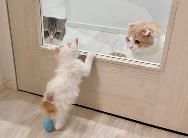 怪我してた子猫を保護したら先住猫が可愛がりすぎて1日中こうなっちゃってました笑