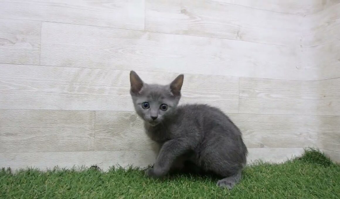 ペットショップcoo&riku No.00736752 ロシアンブルー