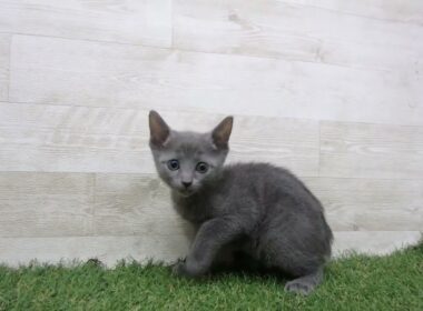 ペットショップcoo&riku No.00736752 ロシアンブルー