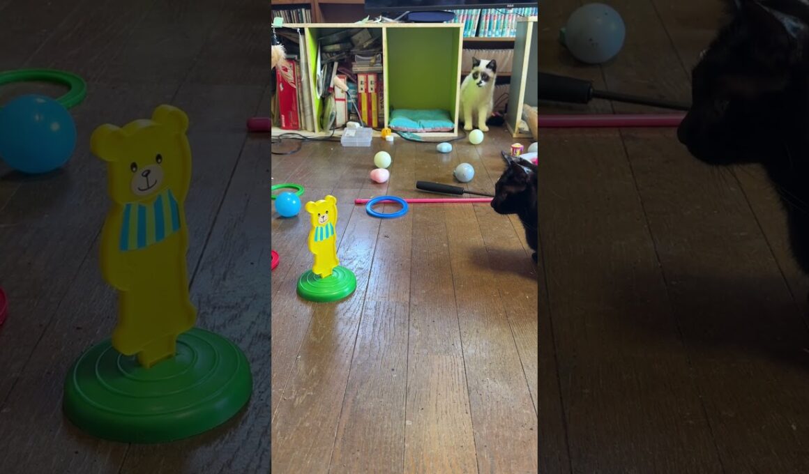 シャムの子ねこパンダくん、輪投げだよ。キジシロのルル、黒猫くーも見てたが、いまいちかも