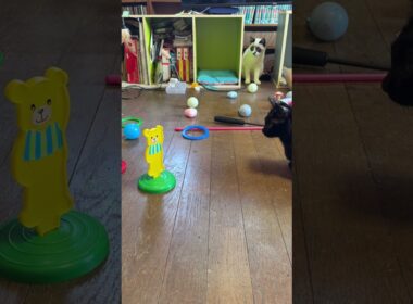 シャムの子ねこパンダくん、輪投げだよ。キジシロのルル、黒猫くーも見てたが、いまいちかも