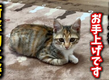 三毛の子猫もうお手上げです…衝撃の姿をご覧下さい