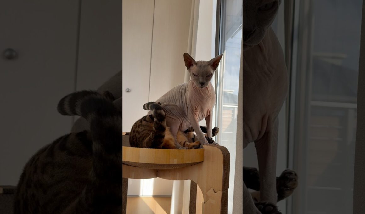 また姉のクレスに意地悪する猫スルタン【スフィンクス】