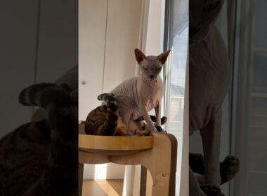 また姉のクレスに意地悪する猫スルタン【スフィンクス】