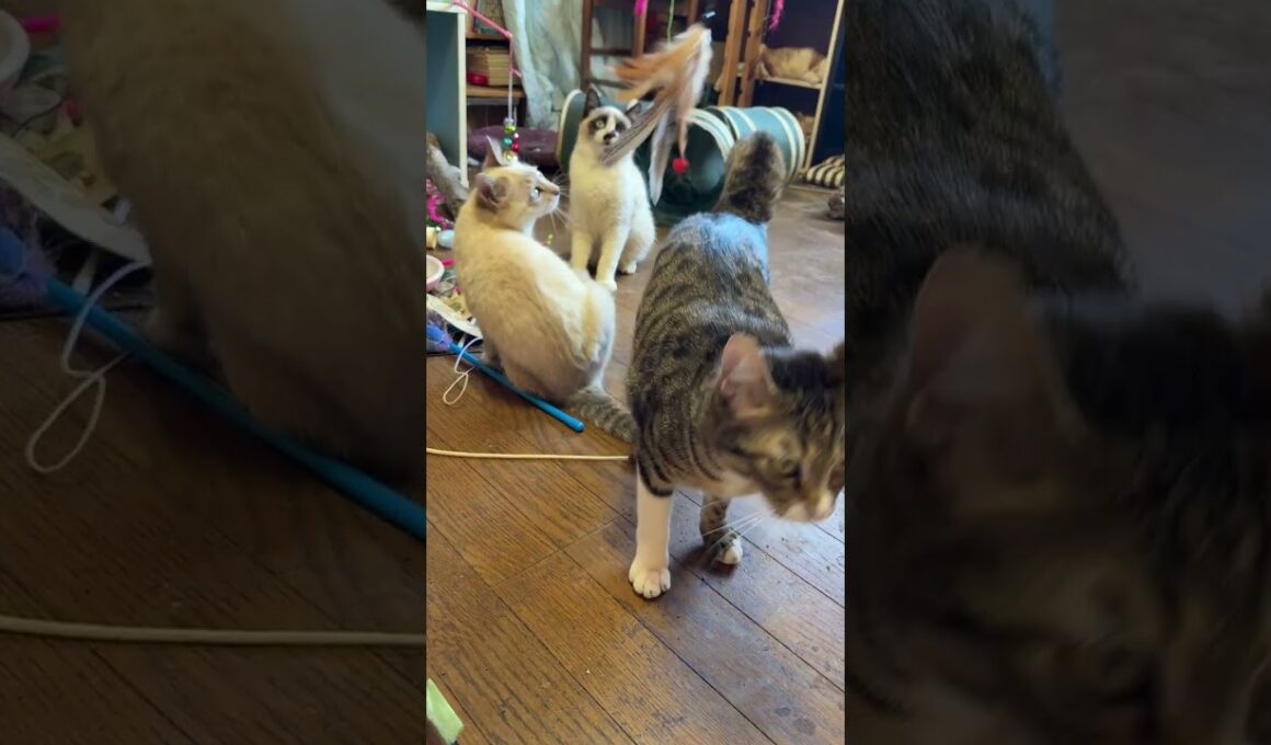 シャムの子ねこパンダくん、雫とキジシロのルル、ネコジャラシ。ミヌエットのクリームが通ったら、譲って中断し、通り終わったら、再開