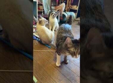 シャムの子ねこパンダくん、雫とキジシロのルル、ネコジャラシ。ミヌエットのクリームが通ったら、譲って中断し、通り終わったら、再開