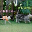 車いすの妹猫を庭へ案内するマンチカンの兄猫が可愛すぎた