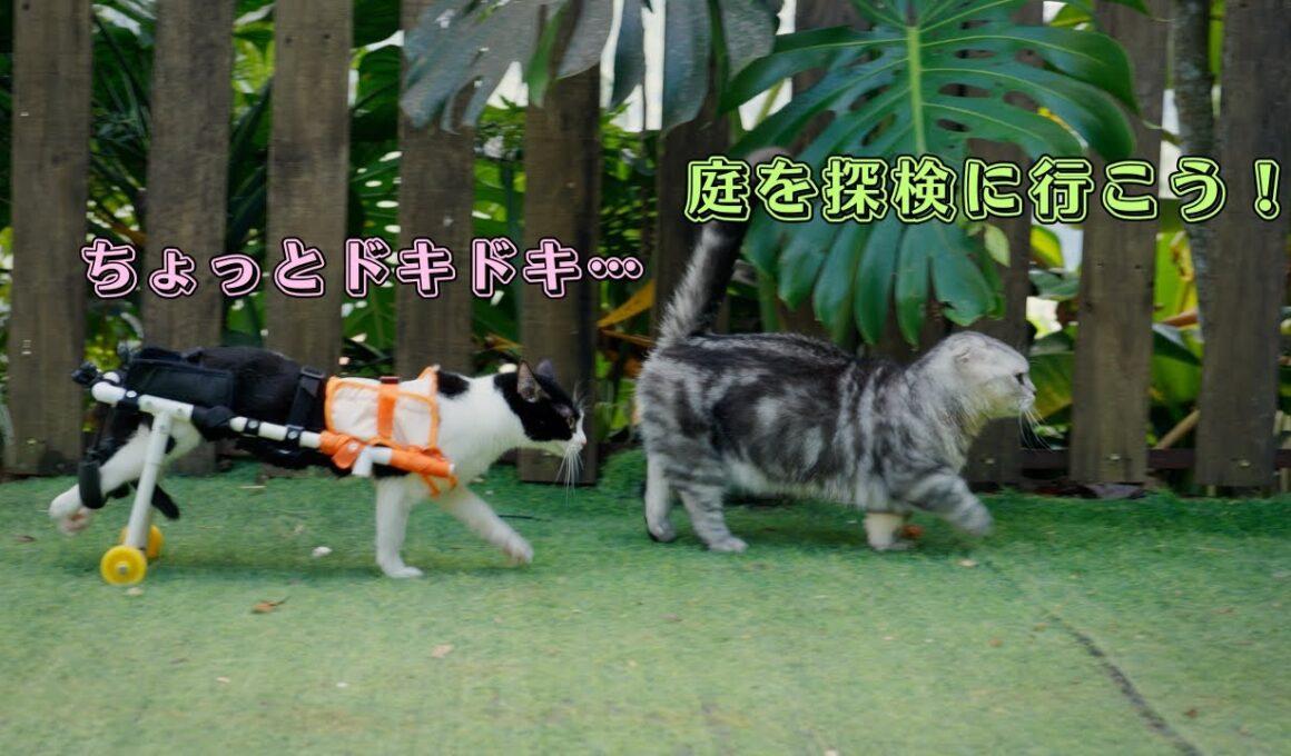 車いすの妹猫を庭へ案内するマンチカンの兄猫が可愛すぎた