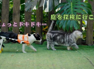 車いすの妹猫を庭へ案内するマンチカンの兄猫が可愛すぎた
