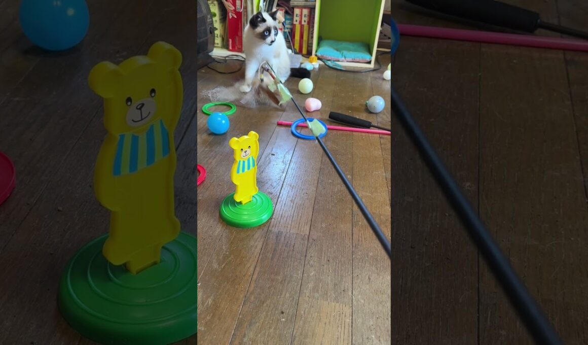 キジシロのルル「まだまだだな。シャムの子ねこパンダくん、雫！ネコジャラシ」