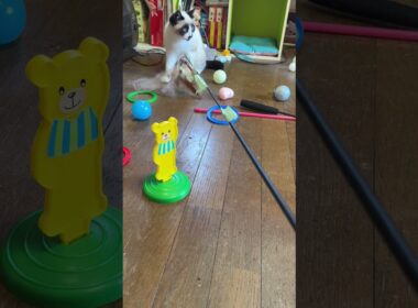 キジシロのルル「まだまだだな。シャムの子ねこパンダくん、雫！ネコジャラシ」