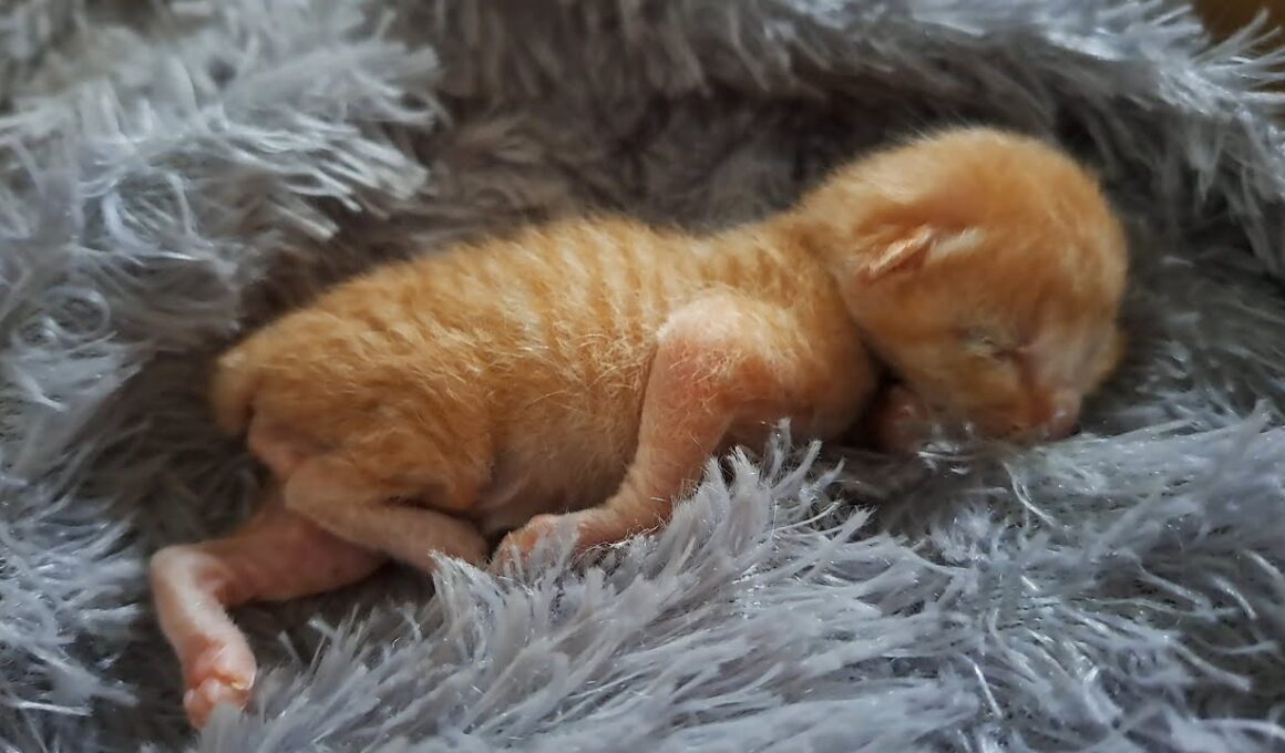 保護された子猫、先住の兄弟たちと一緒に生きられるのか