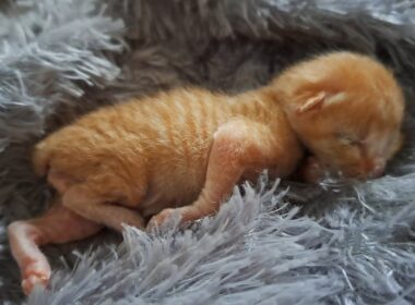 保護された子猫、先住の兄弟たちと一緒に生きられるのか