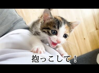 何度も抱きついてきて離れない子猫