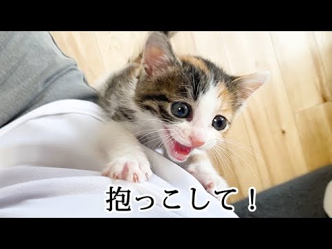 何度も抱きついてきて離れない子猫
