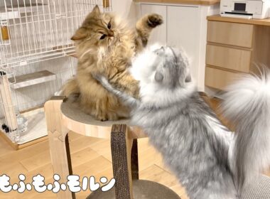高低差があるもふもふ猫バトル！ 【サイベリアン】