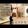 子猫を心配そうに見つめる姉猫