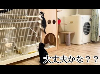 子猫を心配そうに見つめる姉猫