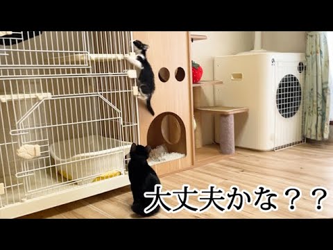 子猫を心配そうに見つめる姉猫