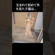 生まれて初めて外を見た子猫はこうなる...笑#shorts