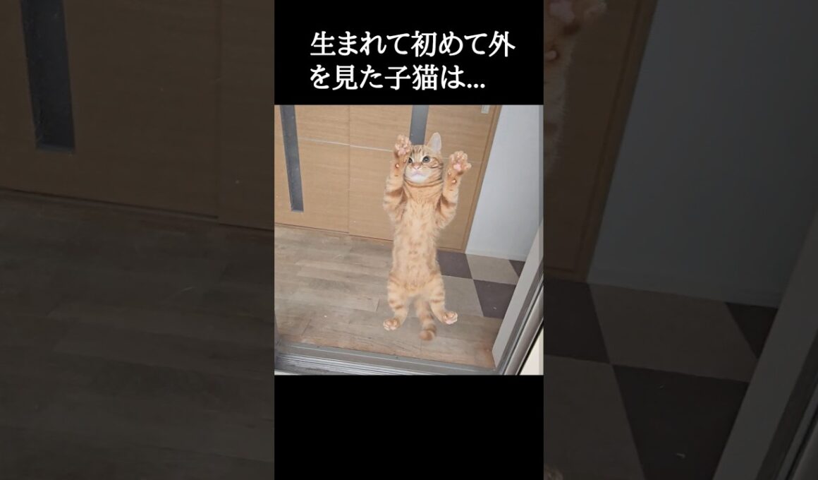 生まれて初めて外を見た子猫はこうなる...笑#shorts