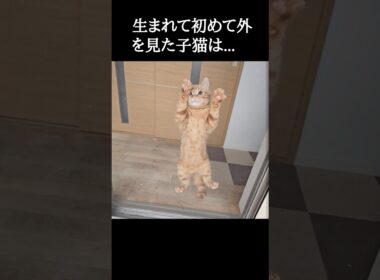 生まれて初めて外を見た子猫はこうなる...笑#shorts