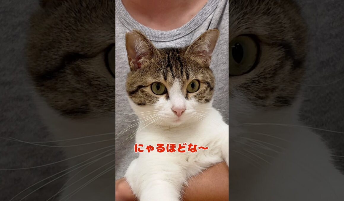 【保護猫】食卓に並ぶ猫